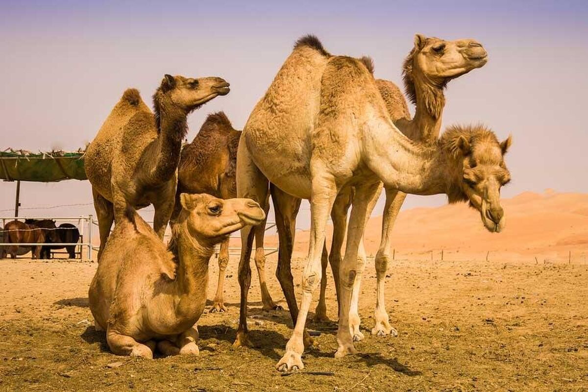 شتر