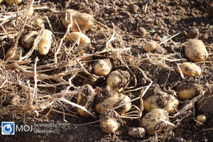 اردبیل امسال ظرفیت صادرات سیب‌زمینی تا ۲۰۰ هزار تن را دارد