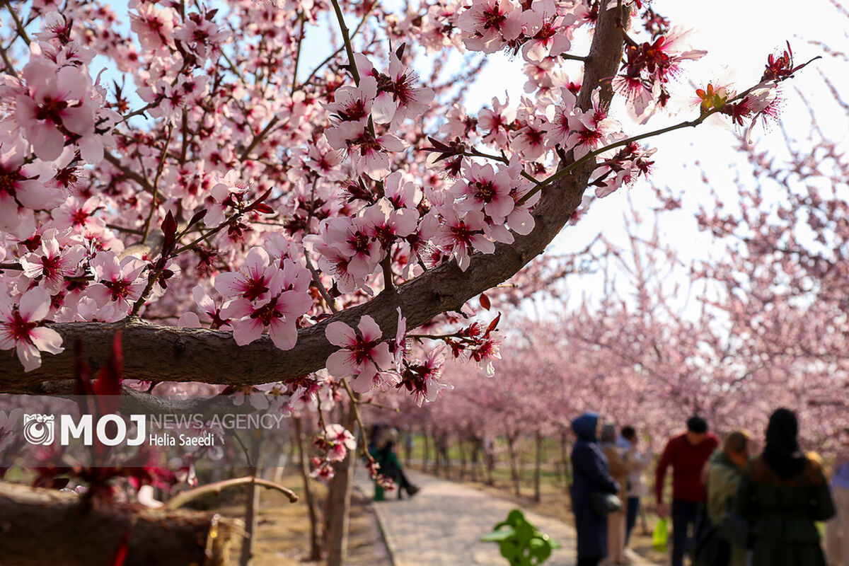 شکوفه های بهاری در تهران