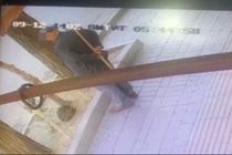 عامل حیوان‌آزاری در اردبیل دستگیر شد