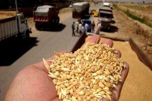 سطح زیر کشت مزارع گندم  استان یزد ۹ هزار و ۵۰۰ هکتار است 