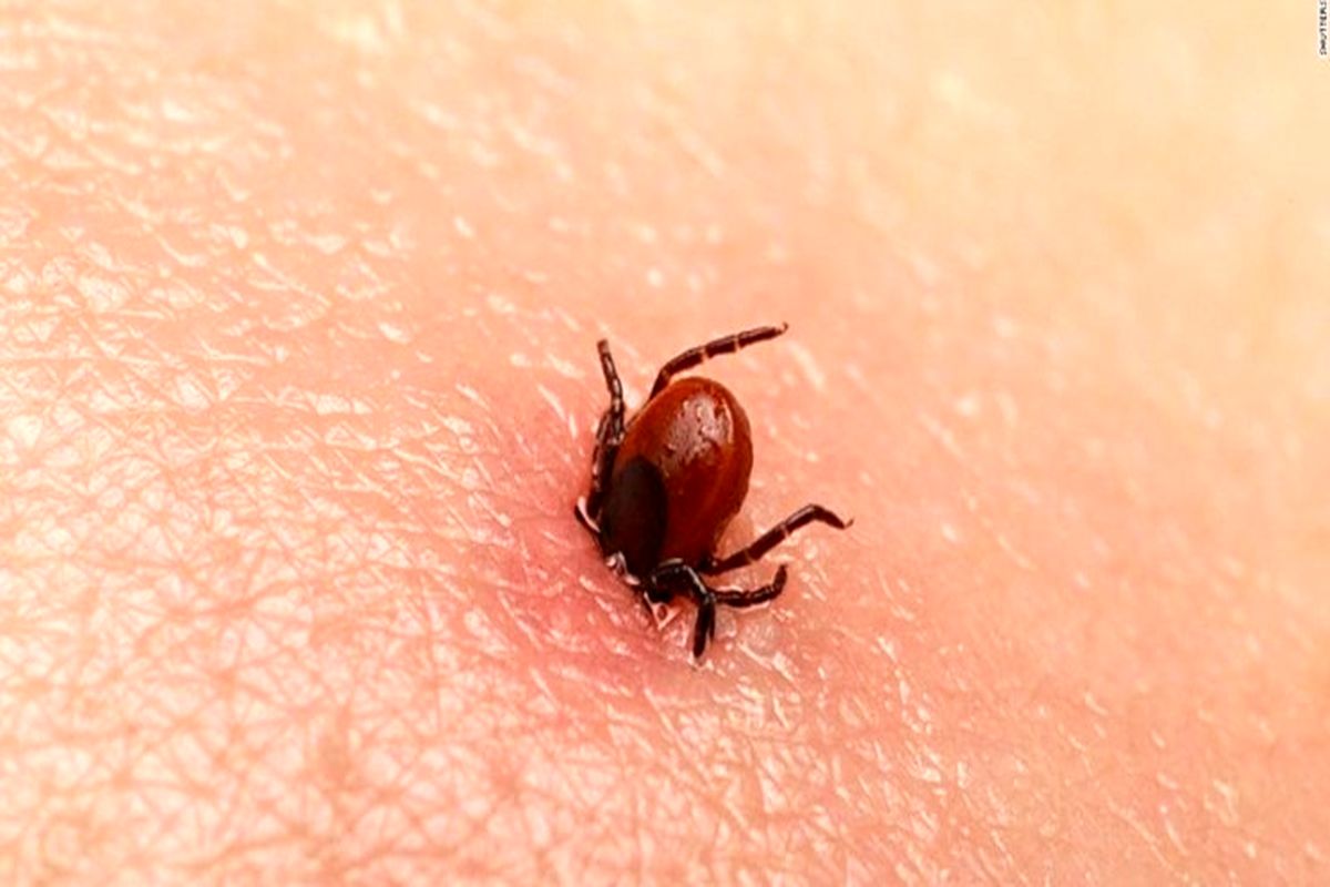 تب کریمه کنگو