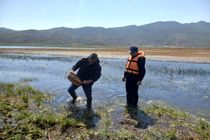 احیای دریاچه نئور با بازگشت گاماروس‌ها نویدبخش است