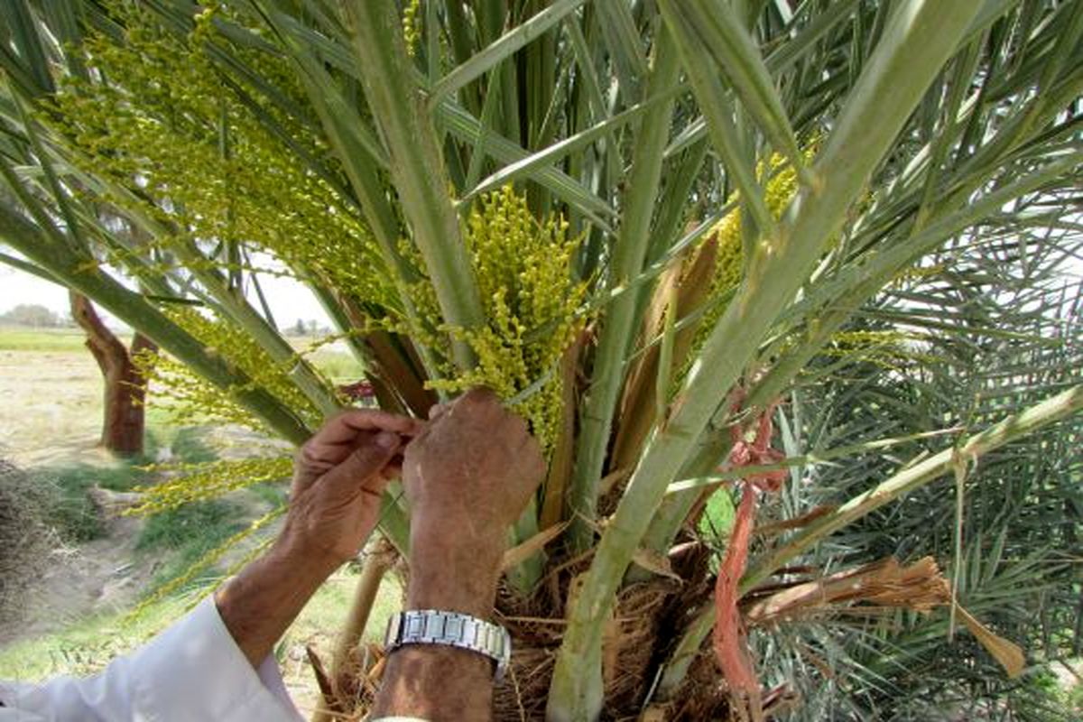 نخیلات بارور