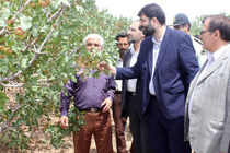 اولین جشنواره پسته استان قم برگزار می شود