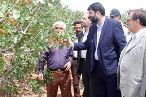 اولین جشنواره پسته استان قم برگزار می شود