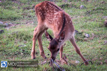 بررسی مشکلات پناهگاه حیات وحش شیرکوه