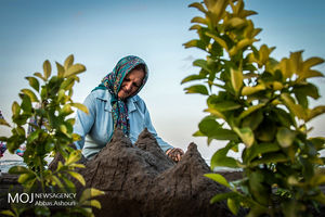 جشنواره مجسمه های شنی 