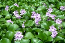 حمایت دولت در مبارزه با گیاه سنبل آبی در گیلان