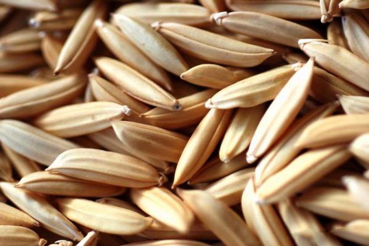 توزیع هزار تن بذر اصلاح شده در گیلان