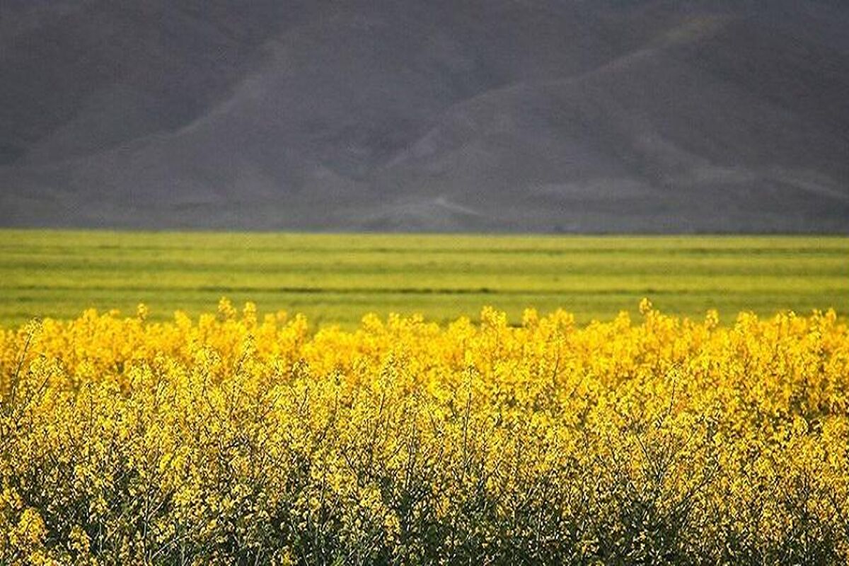 مشکل کمبود بذر کشاورزان در استان گلستان