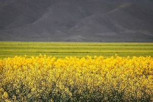 سهم شبکه تعاونی‌ها در تولید بذر کشور چقدر است؟