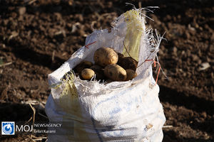 رتبه نخست همدان در تولید سیر، گردو و سیب زمینی