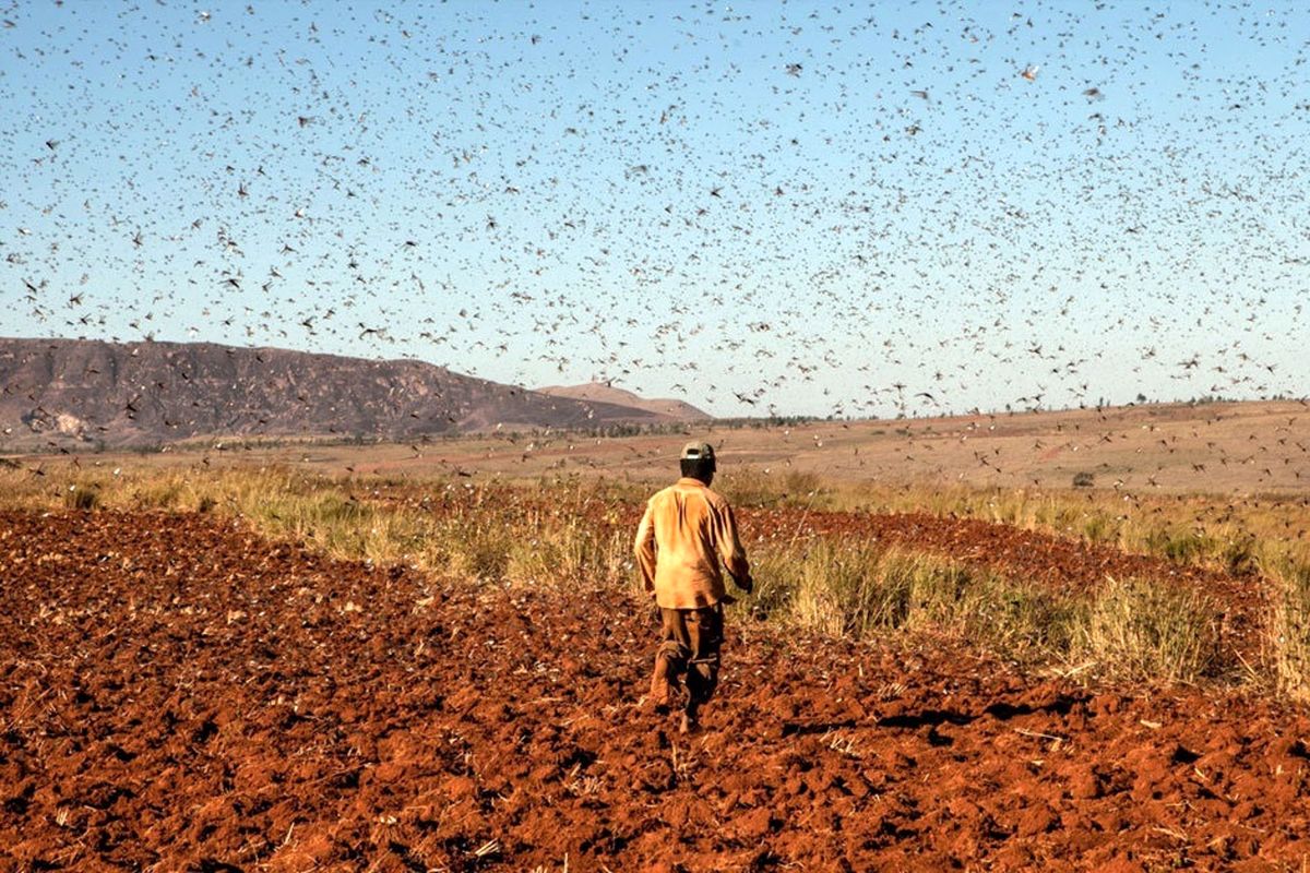 هجوم ملخ ها به هرمزگان