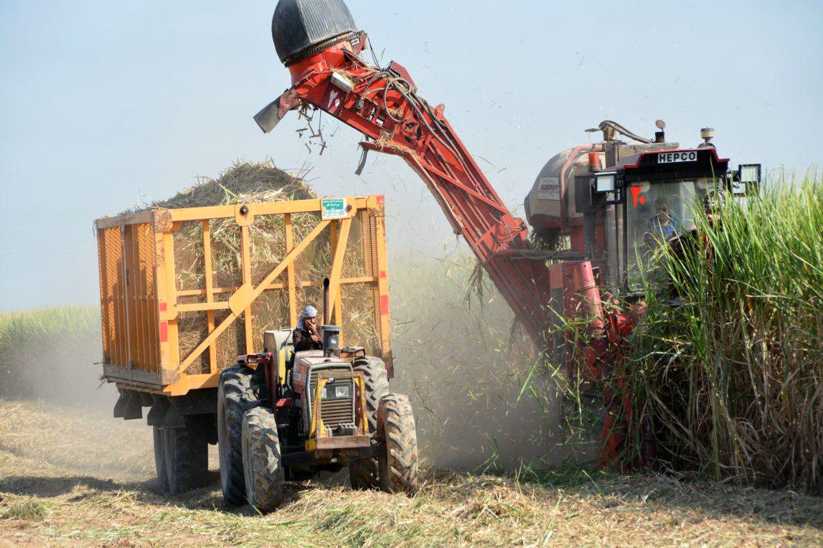رکود تولید شکر در نیشکر امیرکبیر