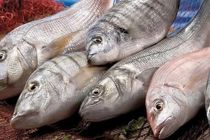 بیش از ۲.۵ میلیون کیلوگرم ماهی از مازندران در ۱۰ ماه گذشته صادر شد