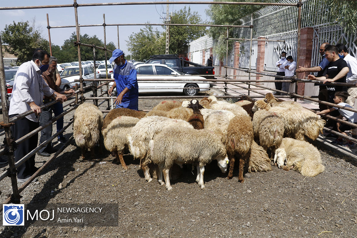 عرضه بهداشتی دام در روز عید قربان