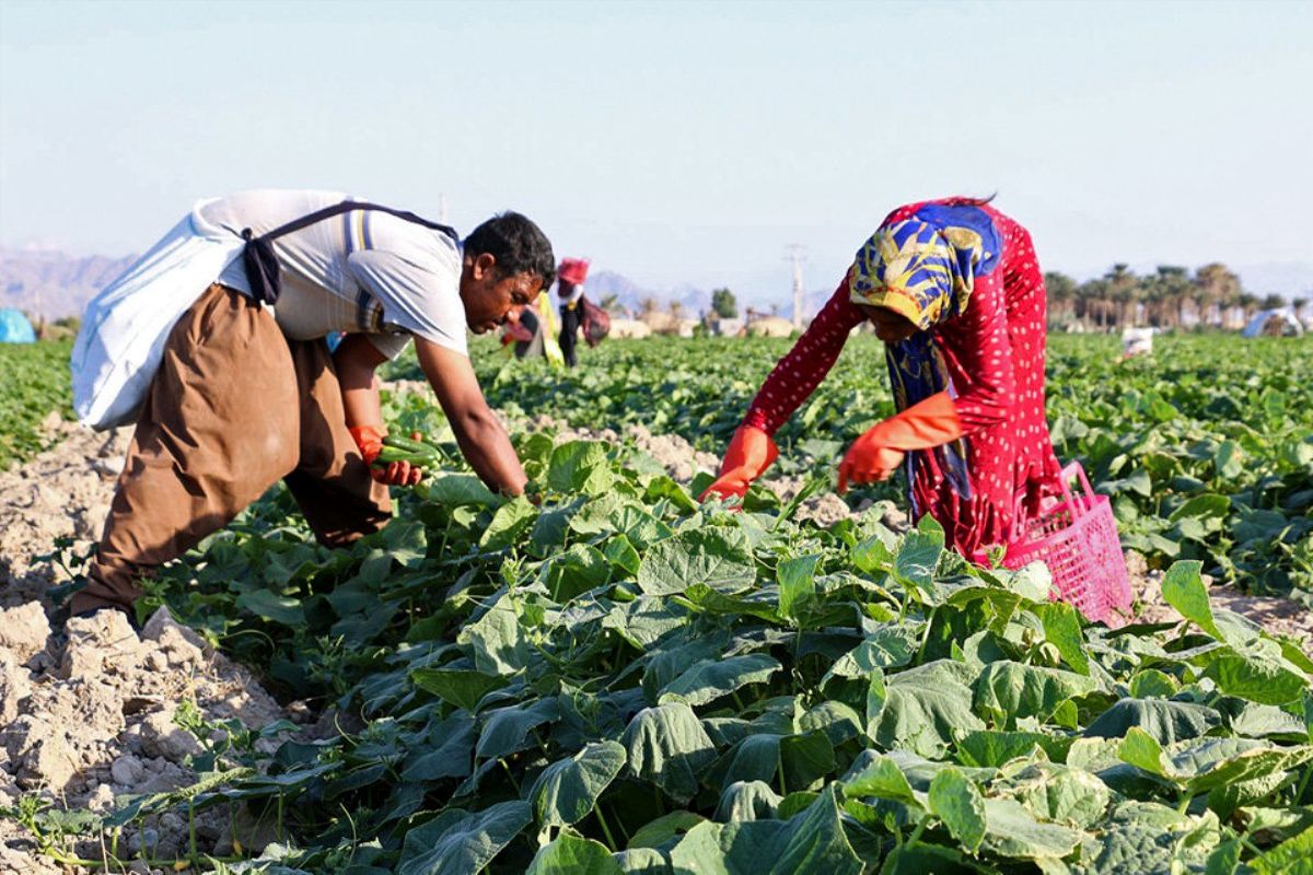 کشاورزان هرمزگان