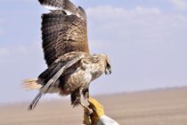 رها سازی پرنده‌های نادر شاهین و دلیجه در شهرستان نمین