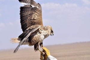 رها سازی پرنده‌های نادر شاهین و دلیجه در شهرستان نمین