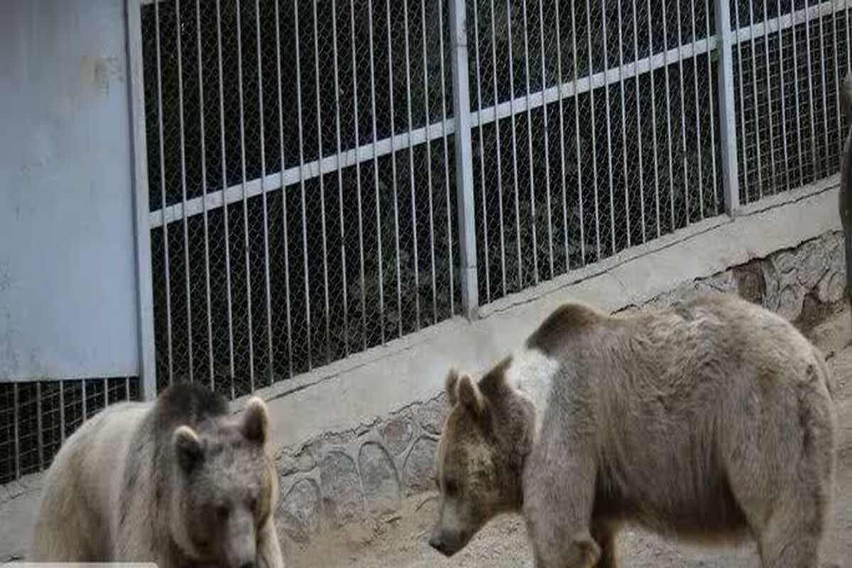 خرس