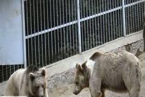 مرگ کارگر پارک باغ وحش صفه اصفهان در قفس خرس‌ها