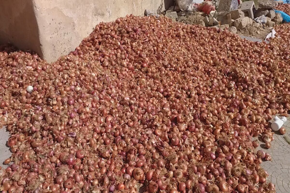پیاز در شهرستان درگز