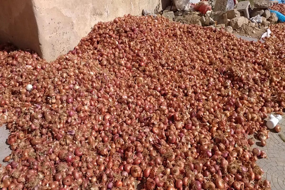 پیاز در شهرستان درگز