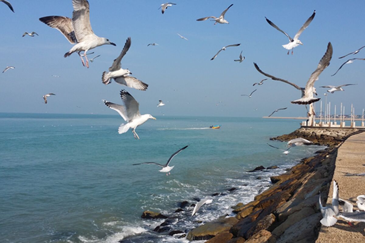 دریا