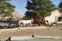 ۶۰ اسب قهرمان قربانی حمله اسرائیل به کرمانشاه