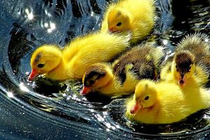 آیا می دانید جوجه اردک‌ها هم افکار انتزاعی دارند