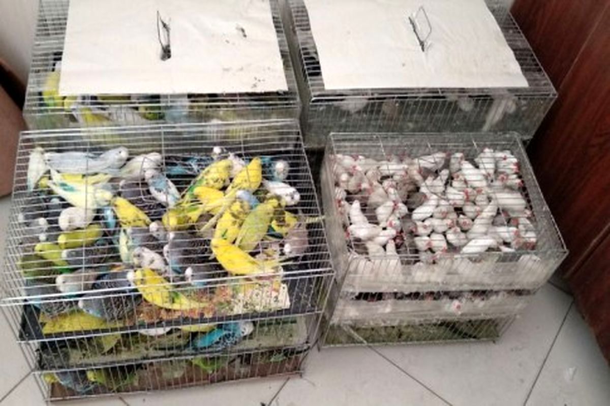 قاچاق پرنده