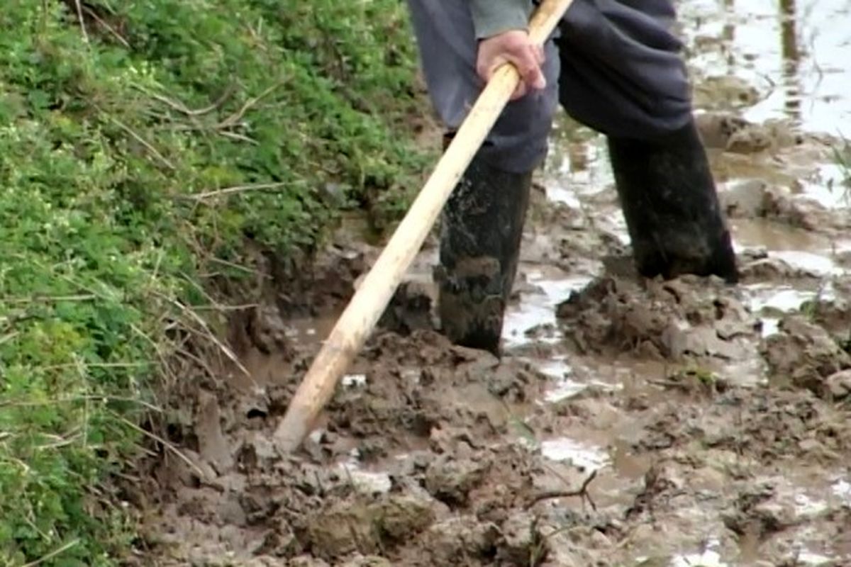 شخم زمستانه اراضی شالیزارهای گیلان