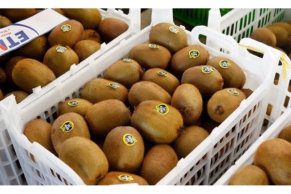 صادرات ۲۶۰۰ تن کیوی از نوشهر به خارج از کشور