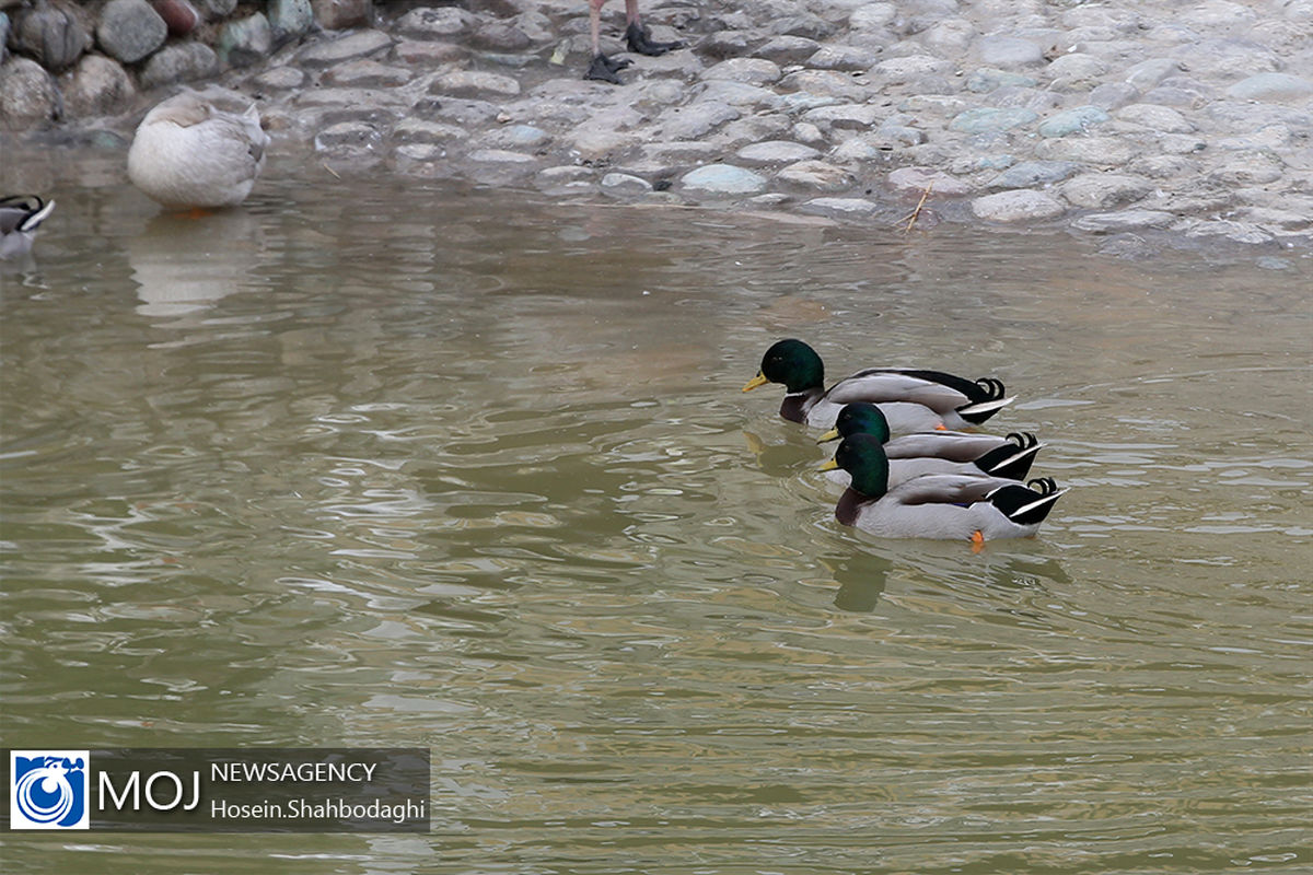 بهره برداری از باغ پرندگان قم