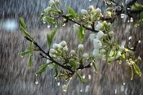 باران در ۱۴ استان می بارد