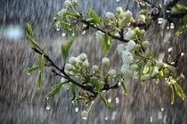 باران در ۱۴ استان می بارد