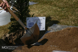 کشت پالونیا منوط به اعلام نتیجه موسسه تحقیقات جنگل ها