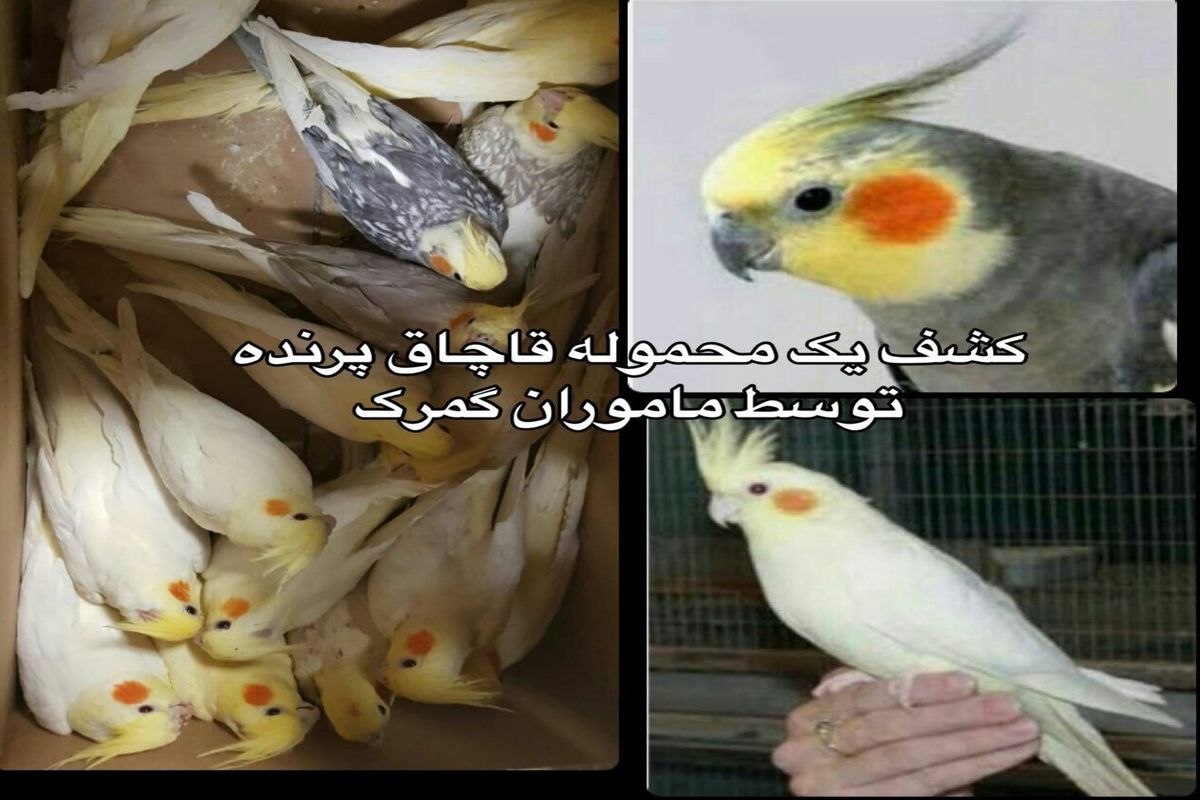 عروس هلندی