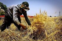 حاجی آباد رتبه اول جذب منابع اشتغال روستایی را دارد   