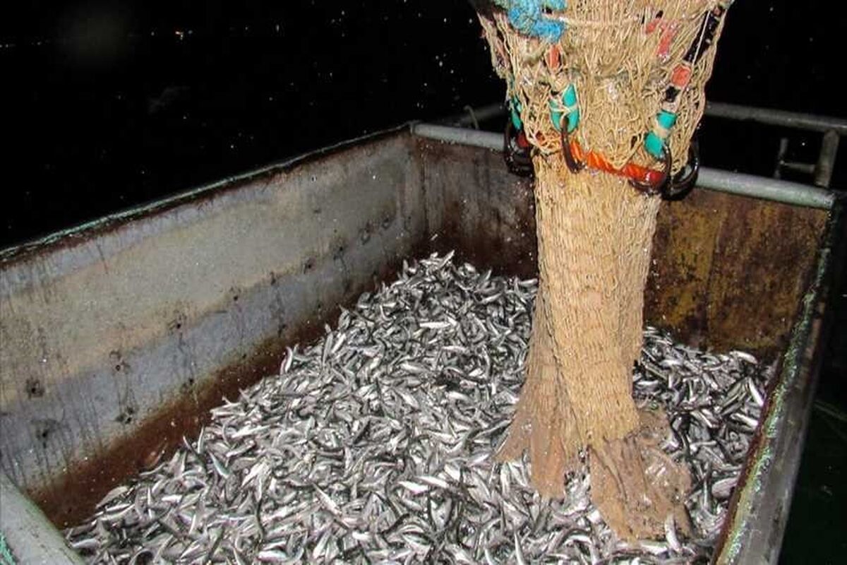 کیلکا