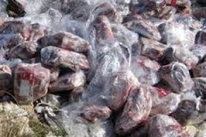 بیش از یک تن آلایش دامی در نایین معدوم شد