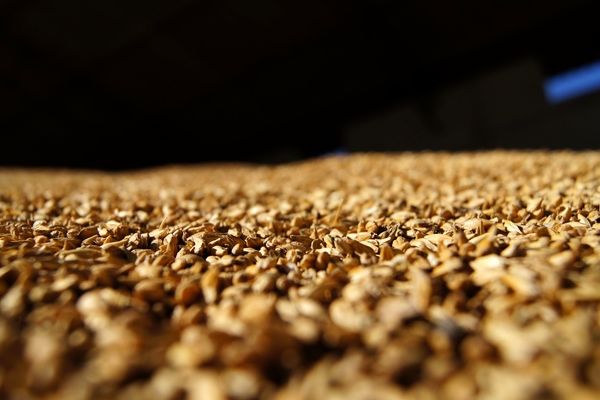 سقف ارزی نرخ نهادهای دامی، روغن و گوشت ابلاغ ‌شد