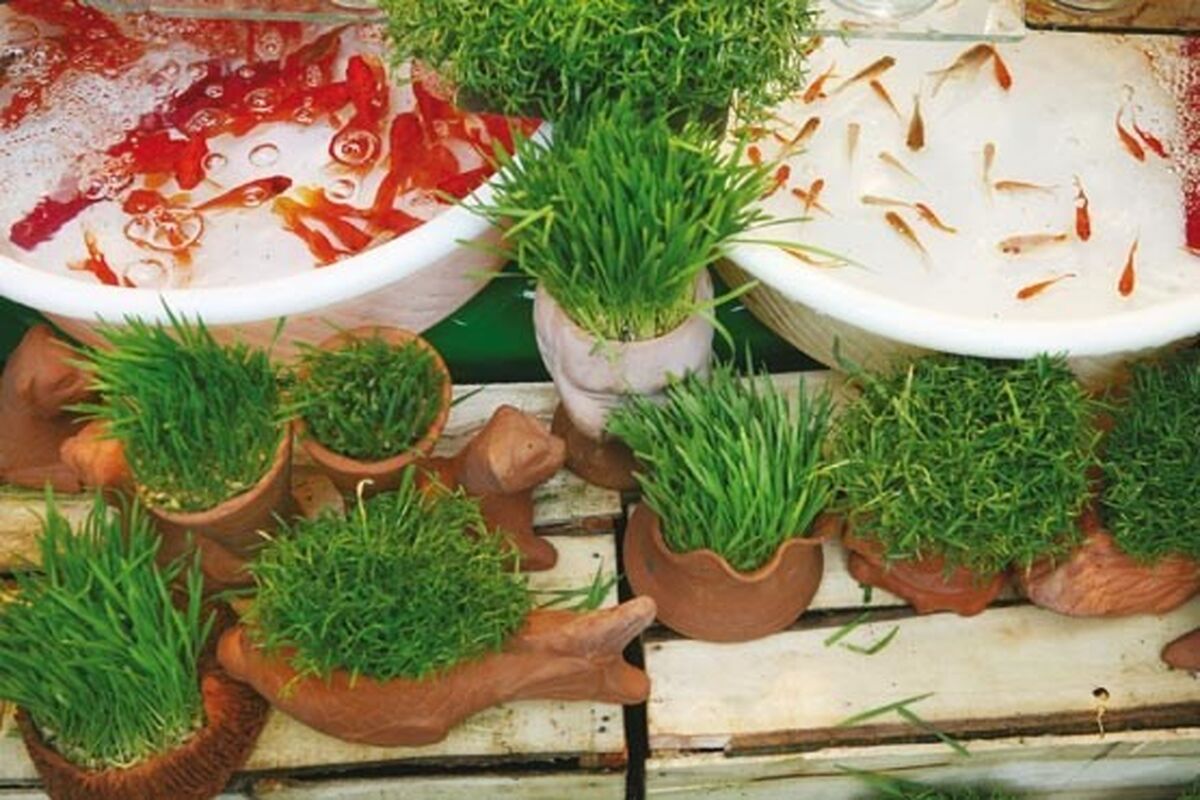 ماهی قرمز و سبزه