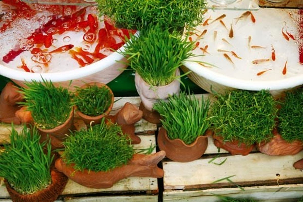 ماهی قرمز و سبزه