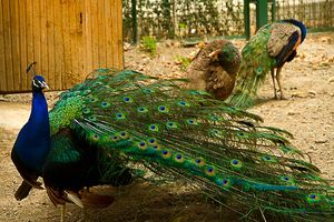 پرندگان در شهرها خشمگین تر می شوند