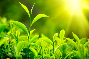  افزایش میزان فتوسنتز در جهان در طول 200 سال گذشته