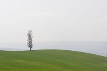 اجرای طرح مردمی کاشت یک میلیارد درخت