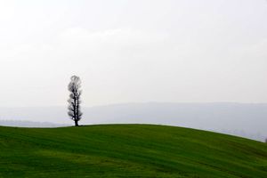 اجرای طرح مردمی کاشت یک میلیارد درخت