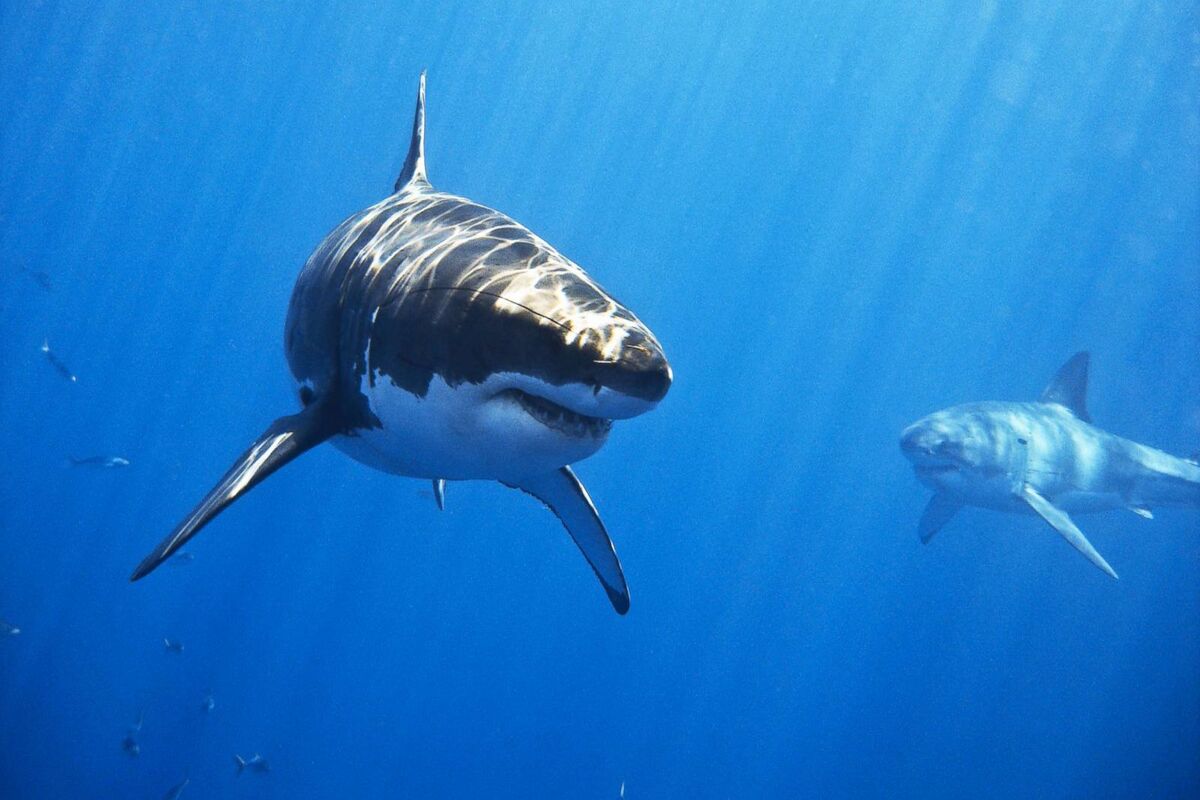 Deep.Blue